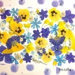 ♡new♡  ♡可愛い押し花セット♡ ♡使いやすい少量の押し花セット♡