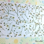♡new♡ 作家様必見 ♡かすみ草の押し花セット♡