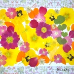 ♡new♡  ♡可愛い押し花セット♡ ♡使いやすい少量の押し花セット♡