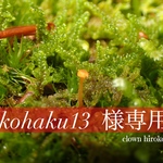 <専用ページ>〜kohaku13様