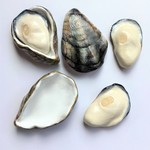 再再販＊殻牡蠣の箸置き〈セパレートタイプ〉💜おもしろグッズ