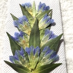 特価リンドウ　押し花