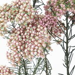 小分け　おすそ分け チェリーブロッサム・ピンク　ドライフラワー　プリザーブドフラワー　ライスフラワー　フラワーアレンジメント・ハーバリウム・レジン・アロマサシェ・キャンドル作りなどに