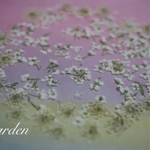 ホワイトandホワイト【押し花花材】