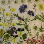 押し花 素材 ブラキカム他小花セット💐