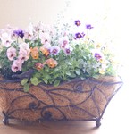 みもとビオラ『ピーチランド』とかわいいお花の寄せ植え*