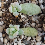 多肉植物❤翡翠❤葉挿し