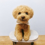 羊毛フェルト 犬 トイプードル