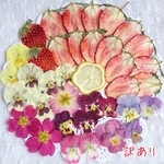 押しフルーツと押し花☆訳ありセット191219②／ドライフルーツ／素材
