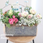 ꫛꫀꪝ✧‧˚プリティ葉牡丹とジュリアンのcuteな寄せ植え