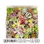 多肉植物・セダムカット苗（アソート）12/16迄送料無料