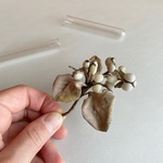 オーダー様専用　染め花　ナンキンハゼのブローチ　gray