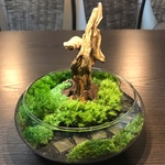 苔テラリウム　流木のある道