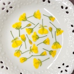菜の花(押し花)