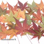 [ 押花素材244]　新春セール　紅葉