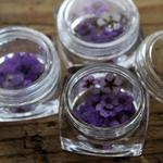 押し花【こでまり小花20個ケース入】パープル