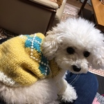 わんちゃんのあったかセーター(アーガイル柄)