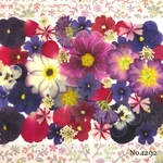 ♡new♡  ♡可愛い押し花セット♡ ♡使いやすい少量の押し花セット♡