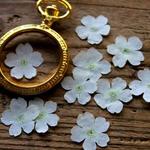 押し花【バーベナ20個】ホワイト