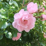 L様専用ページ　 押し花素材　