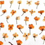 シェア花材☆押し花 染め　アリッサム オレンジ 50輪