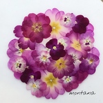 464.押し花アソート〜パープル系　ビオラ　ジュリアン　押し花素材