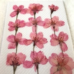 さくら押し花⑤