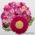 465.押し花アソート〜ピンク系　ガーベラ　お花　mix 押し花素材
