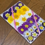 30%お値引き‼️お花屋さんが作ったプリムラのドライフラワー   Ａ①