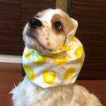 さわやかレモン柄　　ホワイト　中型犬用スヌード　犬用スヌード