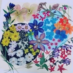 【ワンコイン/押花】押し花カラフルセット 花音