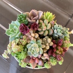 多肉植物  寄せ植え リメイク缶 2