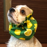 さわやかレモン柄　グリーン　中型犬用スヌード　犬用スヌード