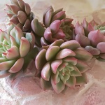 パクさん苗⭐️テスラ⭐️m様オーダー苗⭐️花歌農場⭐️多肉植物⭐️