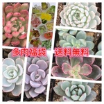 送料無料＿多肉植物福袋
