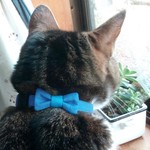 くすみカラーのリボンの猫ちゃん用首輪　青色