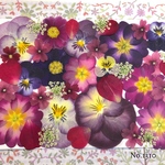 ♡new♡  ♡可愛い押し花セット♡ ♡使いやすい少量の押し花セット♡