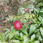 tomowest320様専用