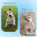 オーダー品 ミックス犬のびいちゃん
