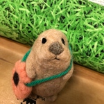 春を待つリチャードソンジリス
