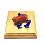 イチゴヤドクカエルと展示台のセット