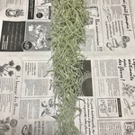 【エアプランツ】スパニッシュモス 60cm