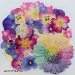 再販　467.押し花アソート〜レインボーガーベラ　お花　mix 押し花素材