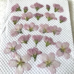 サクラ押し花⑩