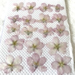 さくら押し花⑪