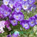 Ｙ様専用ページ