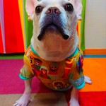 《フレンチブルドッグ》王様ラグラン