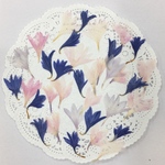  NO.331 3色の矢車草②／押し花素材