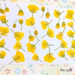 ♡new♡作家様必見♡ ♡可愛い菜の花の押し花セット♡