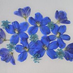 押し花②＜デルフィニウム・レースフラワー＞